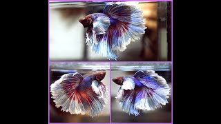 Betta Fish PURPLE BURGUNDY Dumbo BIG EARS Rosetail Halfmoon Male T157 [upl. by Rett]