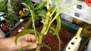 How to clone orchids with keiki paste [upl. by Martainn]