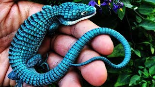 10 Most Beautiful Lizards In The World [upl. by Anirtap911]