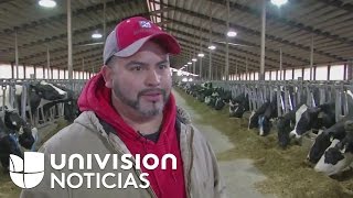 Inmigrante pasa de ordeñar vacas a tener su propia planta lechera en Wisconsin [upl. by Wolcott891]