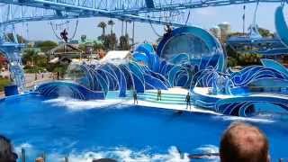 Blue Horizons Dolphin Show  Sea World San Diego FULL SHOW [upl. by Purse108]