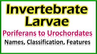 Invertebrate Larvae  From Sponges to Urochordates  Larval Features [upl. by Leoine]