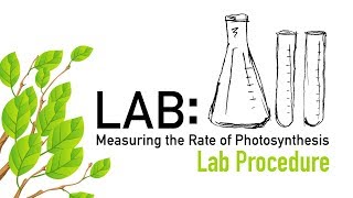 Photosynthesis Lab Procedure  Biology [upl. by Erhart]