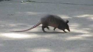 Briskly Walking 9Banded ARMADILLO of North Texas [upl. by Anelim610]