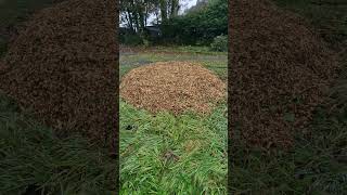 Using woodchips to improve soil  lawn to food forest  Scotland [upl. by Adnovaj824]