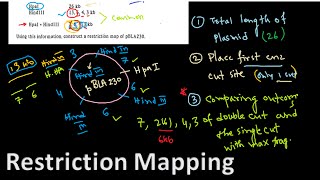 Restriction mapping tutorial 1  restriction mapping problems for CSIR NET exam [upl. by Socin456]