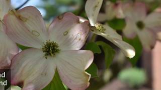 Plant Profile Dogwood Trees [upl. by Maxima]