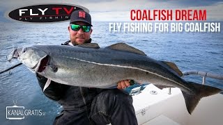 FLY TV  Coalfish Dream  Fly Fishing for Big Coalfish [upl. by Nujra]