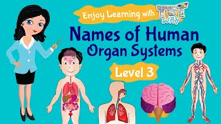 Organ System Names of Human Organ Systems  Tutway [upl. by Spieler]