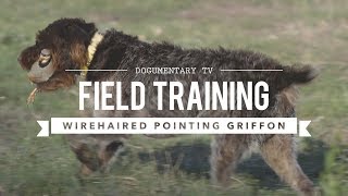 FIELD TRAINING WIREHAIRED POINTING GRIFFON [upl. by Mesics]