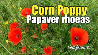 Corn Poppy Flower  Papaver Rhoeas  A Red Blooming Beauty 🌺 [upl. by Nonnarb832]