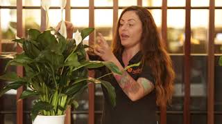 West Village Gardener  How to prune Peace Lilies [upl. by Oilegor]