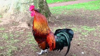 Rooster Crowing Compilation Plus  Rooster crowing sounds Effect 2024 [upl. by Moody]