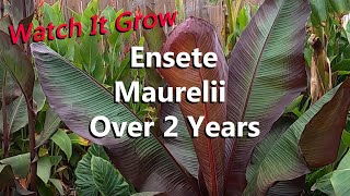 Ensete Maurelii the Red Abyssinian Banana Tree Growing Over 2 Years in a Tropical Garden [upl. by Hafirahs]