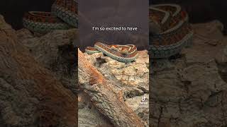 California Red Sided Garter Snakes notforsale tucson arizona everevolvingexotics reptiles [upl. by Knowle]