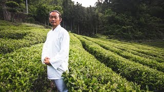 Chinese Green Tea How its made with Master Gu [upl. by Donadee]