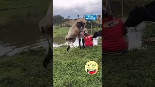 Amazing funny video🤣🤣trending youtubeshortsviralvideo funnyfunnyvideo facebook funny funny [upl. by Burkitt503]