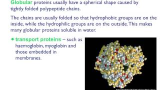 AS level B4 Fibrous and globular proteins [upl. by Eelime]