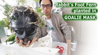 Rabbits foot fern planted in goalie mask  House Plant Journal [upl. by Gniy]