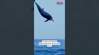 Spinning Dolphin Performs Breathtaking Aerial Stunts Video Goes Viral  shorts [upl. by Janot283]