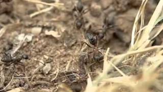 Parasitoid wasp Elasmosoma luxemburgense ovipositing in ants Formica rufibarbis [upl. by Lehcir]