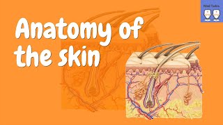 Anatomy of the Skin Epidermis Dermis Hypodermis [upl. by Yacov751]