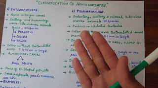 Lec  14  Classification Of Hemichordates  Diversity Among Animals UrduHindi [upl. by Akinas]