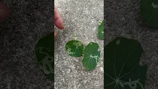 HOW to GET RID of LEAF MINERS garden gardening plants planting grow tips gardentips insects [upl. by Eiramassenav]