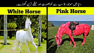 8 Most Beautiful And Expensive Horses In The World  دنیا کے سب سے خوبصورت گھوڑے  Haider Tv [upl. by Fabozzi]