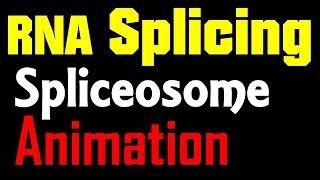 RNA Splicing Animation  spliceosome mediated splicing [upl. by Rene]