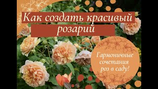 Как создать красивый розарий Гармоничные сочетания роз [upl. by Aivan]