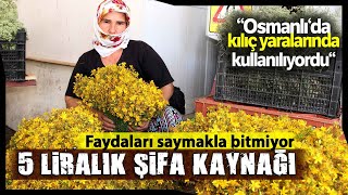 Kantaron Yağının Faydaları Saymakla Bitmiyor [upl. by Kalmick]