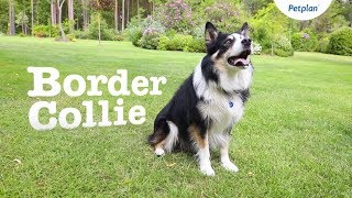 Border Collie Dog Breed Lifespan Temperament amp more  Petplan [upl. by Aynahs811]