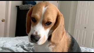 How my beagle wakes me up [upl. by Radford]