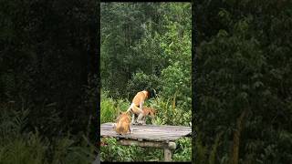 PROBOSCIS MONKEY [upl. by Lyndell]