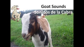 Goat Sounds Goat Pictures The Sound A Goat Makes Animal Sounds  Sonido de la Cabra Animales [upl. by Aniaj532]