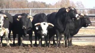 Canadian Finals Rodeo Bucking Bulls [upl. by Anayt205]