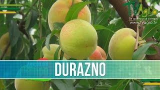 Como es un Cultivo de Duraznos  TvAgro por Juan Gonzalo Angel [upl. by Nagap107]