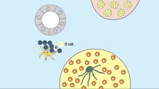 10 1 Germinal Center Reaction [upl. by Sirref]