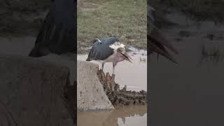 Marabou Stork feeding on dead Hippo shorts [upl. by Serg]