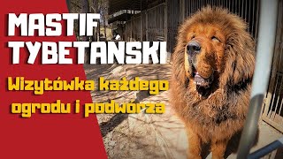 MASTIF TYBETAŃSKI  TIBETAN MASTIFF  Wywiad z hodowcą Leszkiem Koniecznym  foxgarden [upl. by Cally]