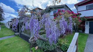 Beautiful Wisteria tree in East Vancouver [upl. by Brunhild]