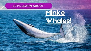 Whale Fact Wednesday  Minke Whales  Lets Learn About Californias Smallest Baleen Whale [upl. by Cortney933]