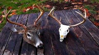 DIY European Mount for Deer WHITE Skull [upl. by Uyr]