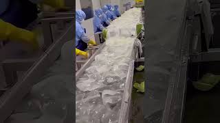 WOW SO THIS IS HOW ALOE VERA GEL IS MADE [upl. by Xxam]