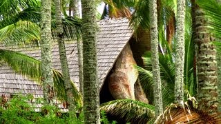 KAUAI  Coco Palms ruins [upl. by Jean]