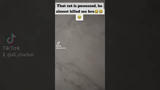 That cat is possessed 😂😂😂 funny myanimal funnyvideo funnyshorts funnyanimals funnyanimal [upl. by Ahsiema]