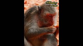 Watch a baby monkey with a seriously ill broken neck [upl. by Hgielyk637]