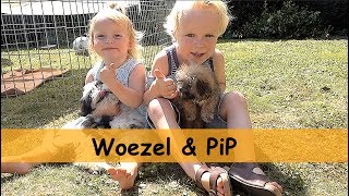 TWEE PUPPYS OPHALEN  Woezel amp Pip  Bellinga Family Vlog 675 [upl. by Tomlinson]