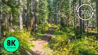 360° VR Forest Walk  8K Virtual Relaxation with Soothing Forest Sounds amp Bird Song  Part 1 [upl. by Roobbie488]